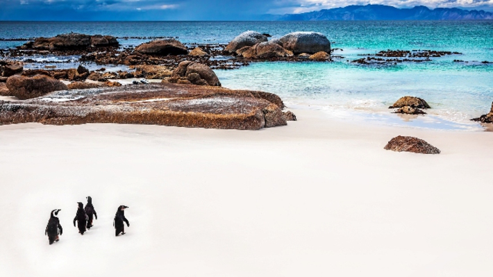 Isla-pinguinos-copia